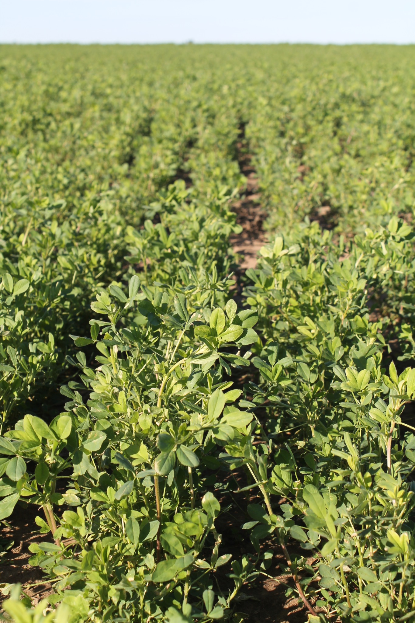 Surcos de alfalfa vistos desde el cultivo