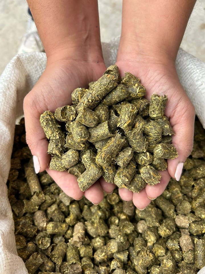 Pellets de alfalfa sostenidos entre las manos